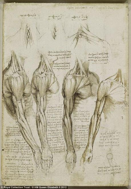 LA ANATOMÍA SEGÚN LEONARDO DA VINCI