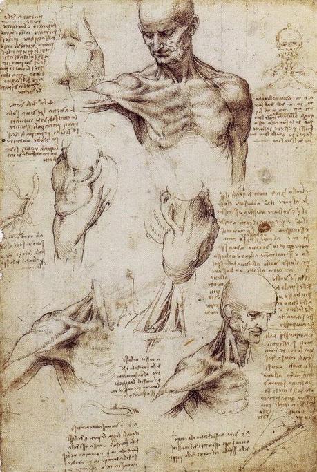 LA ANATOMÍA SEGÚN LEONARDO DA VINCI