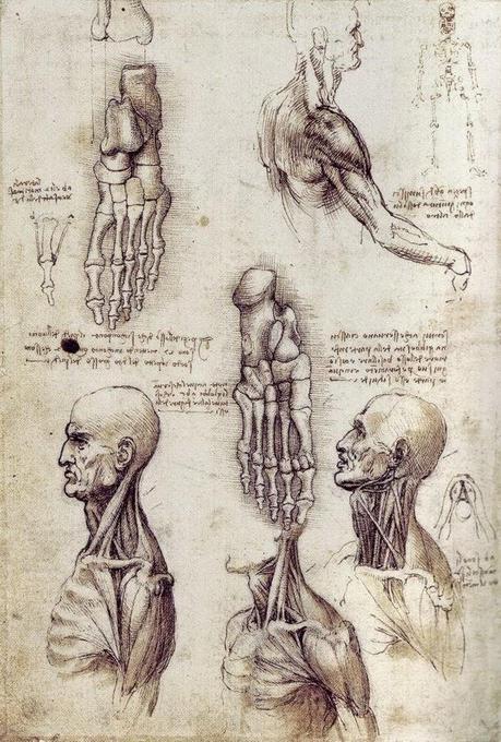 LA ANATOMÍA SEGÚN LEONARDO DA VINCI