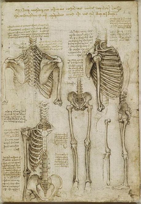 LA ANATOMÍA SEGÚN LEONARDO DA VINCI