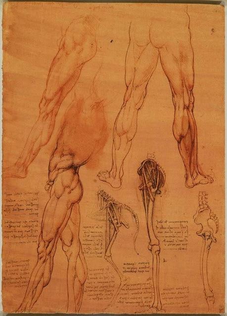 LA ANATOMÍA SEGÚN LEONARDO DA VINCI