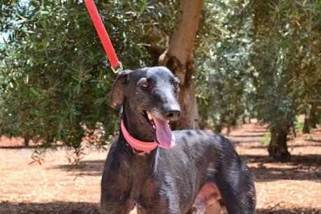 ARAGÓN, PRECIOSO GALGO EN ADOPCIÓN. (SEVILLA)