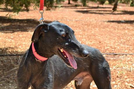 ARAGÓN, PRECIOSO GALGO EN ADOPCIÓN. (SEVILLA)