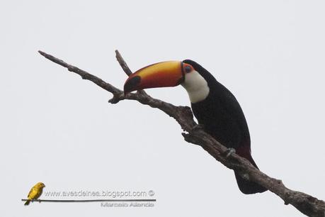 Tucán grande ( Toco Toucan) Ramphastos toco