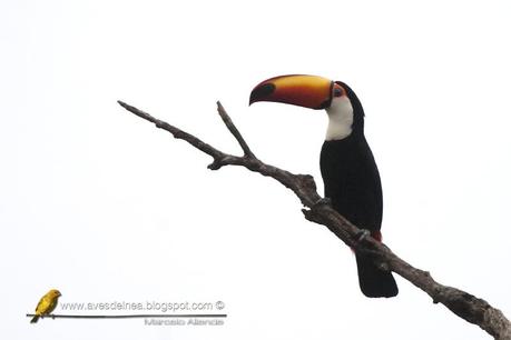 Tucán grande ( Toco Toucan) Ramphastos toco