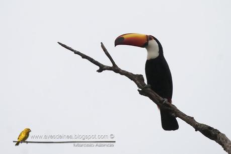 Tucán grande ( Toco Toucan) Ramphastos toco