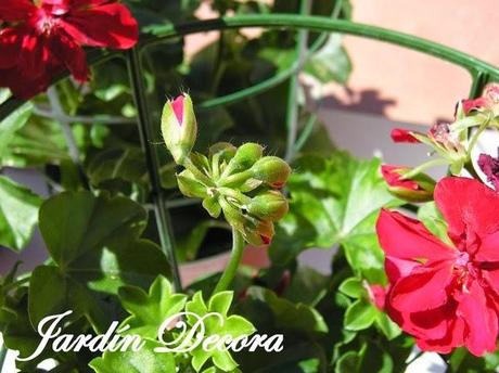geranios-rojos-colgantes-flores