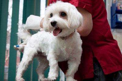 Cómo medir la temperatura de un perro cómo medir la temperatura a un perro