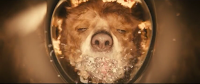 Paddington , Trailer
