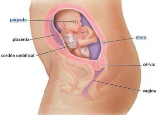 Mi embarazo: semana 21