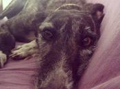 Fiona, preciosa galga adopción. (zaragoza)