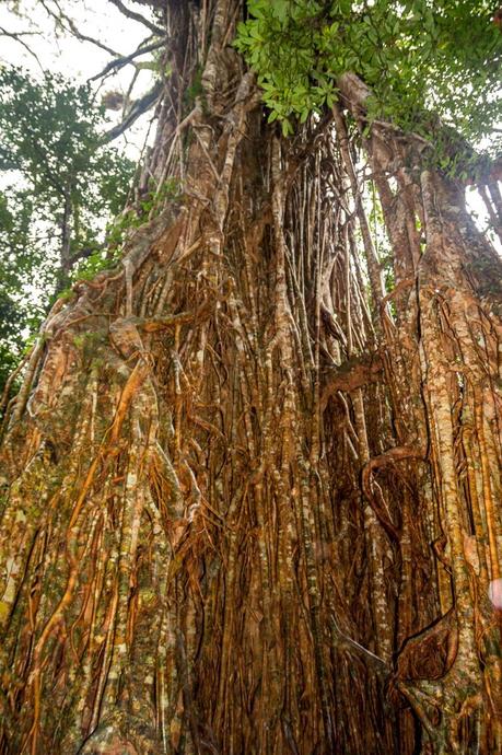 Cathedral Strangler Fig, en Atherton Tablelands, Cairns