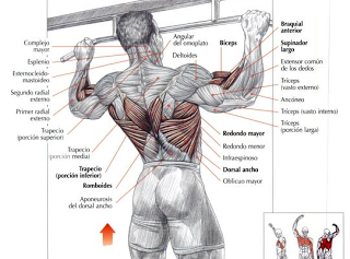 DOMINADAS EN BARRA FIJA (PULL UPS)