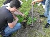 árbol Cinco Villa Clara audio]