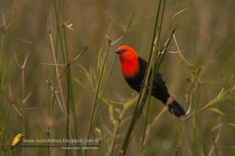 Federal (Scarlet-headed blackbird) Amblyramphus holosericeus