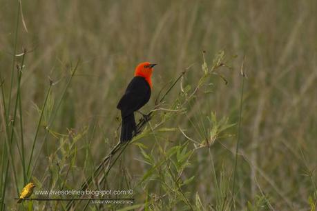 Federal (Scarlet-headed blackbird) Amblyramphus holosericeus