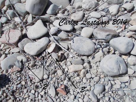 Los senderos de la agonía.