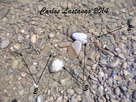 Los senderos de la agonía.