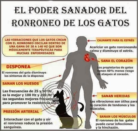 El poder sanador de los gatos #Infografía #Salud #Mascotas