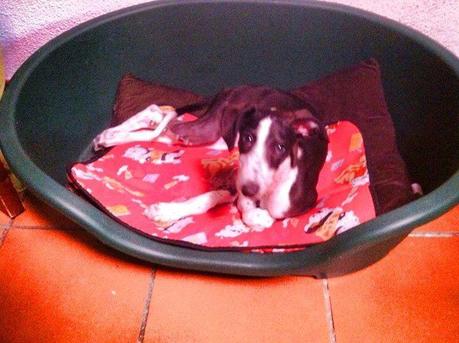 GALGUITA RESCATADA. (CUENCA)