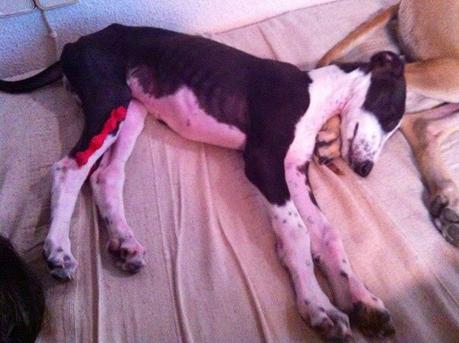 GALGUITA RESCATADA. (CUENCA)