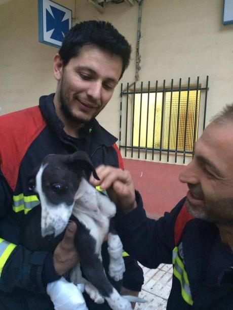 GALGUITA RESCATADA. (CUENCA)