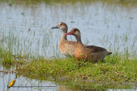 Pato cutirí (Brazilian Duck) Amazonetta brasiliensis