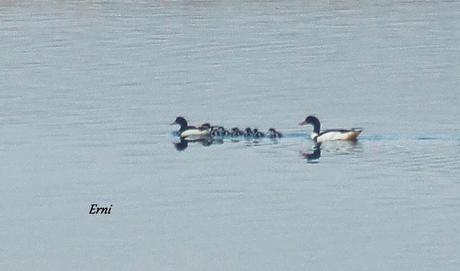 FAMILIA DE TARRO BLANCO EN LAS MARISMAS DE SANTOÑA