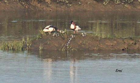 FAMILIA DE TARRO BLANCO EN LAS MARISMAS DE SANTOÑA