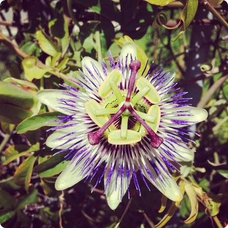 PASSIFLORA