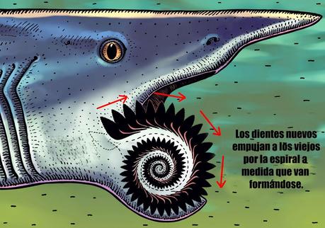 Helicoprion