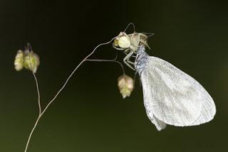 Para ampliar Misumena vatia hacer clic