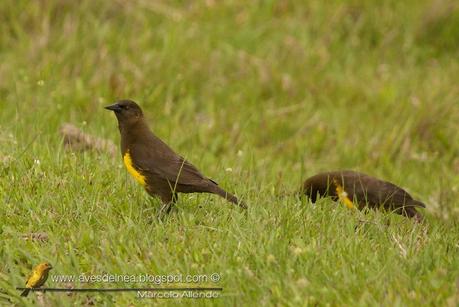 Pecho amarillo común (Brown-and-yellow Marshbird) Pseudoleistes virescens