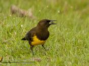 Pecho amarillo común (Brown-and-yellow Marshbird) Pseudoleistes virescens