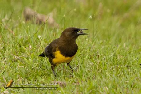 Pecho amarillo común (Brown-and-yellow Marshbird) Pseudoleistes virescens