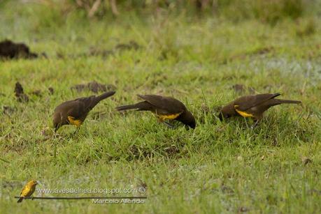 Pecho amarillo común (Brown-and-yellow Marshbird) Pseudoleistes virescens