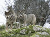 lobo Extremadura