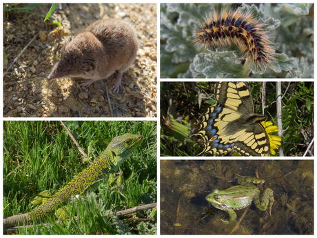 Fauna del Camino Santiago (De Carrión de los Condes a León)