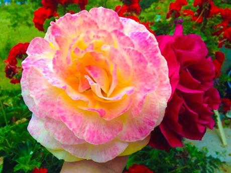 CHEESECAKE DE CEREZAS