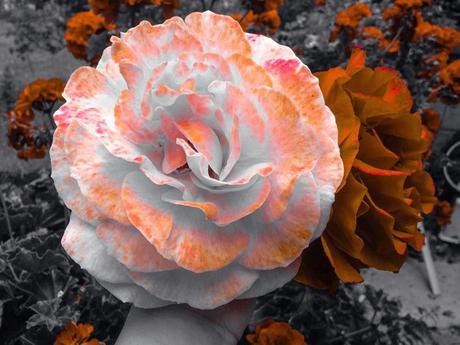 CHEESECAKE DE CEREZAS