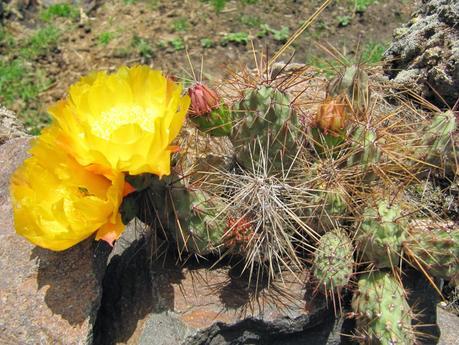 Callalli y Sibayo: tesoros secretos del Colca