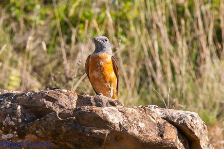 LA LLEGADA DEL CALOR POR LA RIBERA NAVARRA(Roquero rojo y Abubilla)