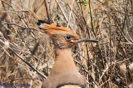 LA LLEGADA DEL CALOR POR LA RIBERA NAVARRA(Roquero rojo y Abubilla)