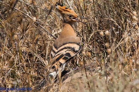 LA LLEGADA DEL CALOR POR LA RIBERA NAVARRA(Roquero rojo y Abubilla)