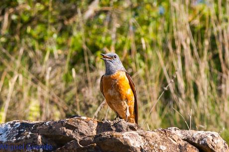 LA LLEGADA DEL CALOR POR LA RIBERA NAVARRA(Roquero rojo y Abubilla)