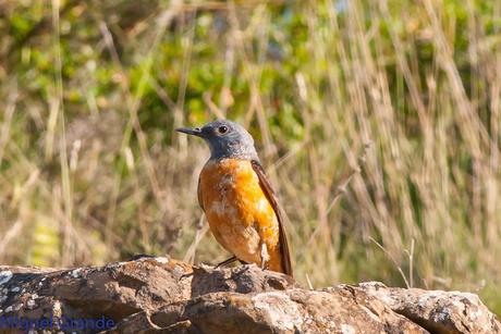 LA LLEGADA DEL CALOR POR LA RIBERA NAVARRA(Roquero rojo y Abubilla)