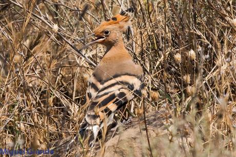 LA LLEGADA DEL CALOR POR LA RIBERA NAVARRA(Roquero rojo y Abubilla)