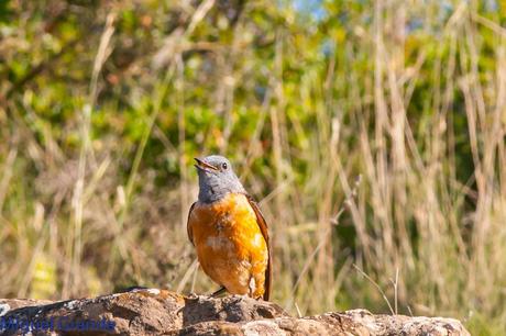 LA LLEGADA DEL CALOR POR LA RIBERA NAVARRA(Roquero rojo y Abubilla)