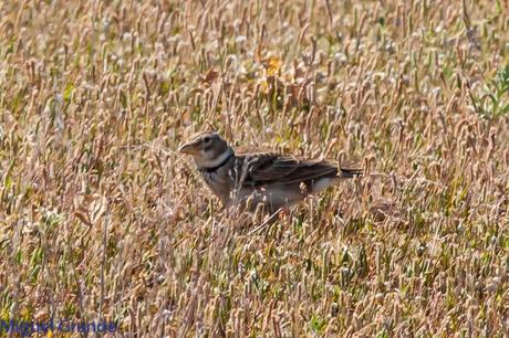 LA LLEGADA DEL CALOR POR LA RIBERA NAVARRA(Roquero rojo y Abubilla)
