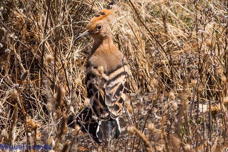 LA LLEGADA DEL CALOR POR LA RIBERA NAVARRA(Roquero rojo y Abubilla)